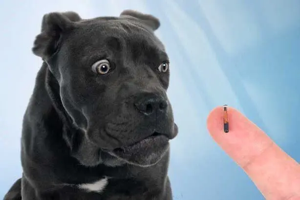 همه چیز درباره میکروچیپ + نکات و مزایا 2 microchip dog 2
