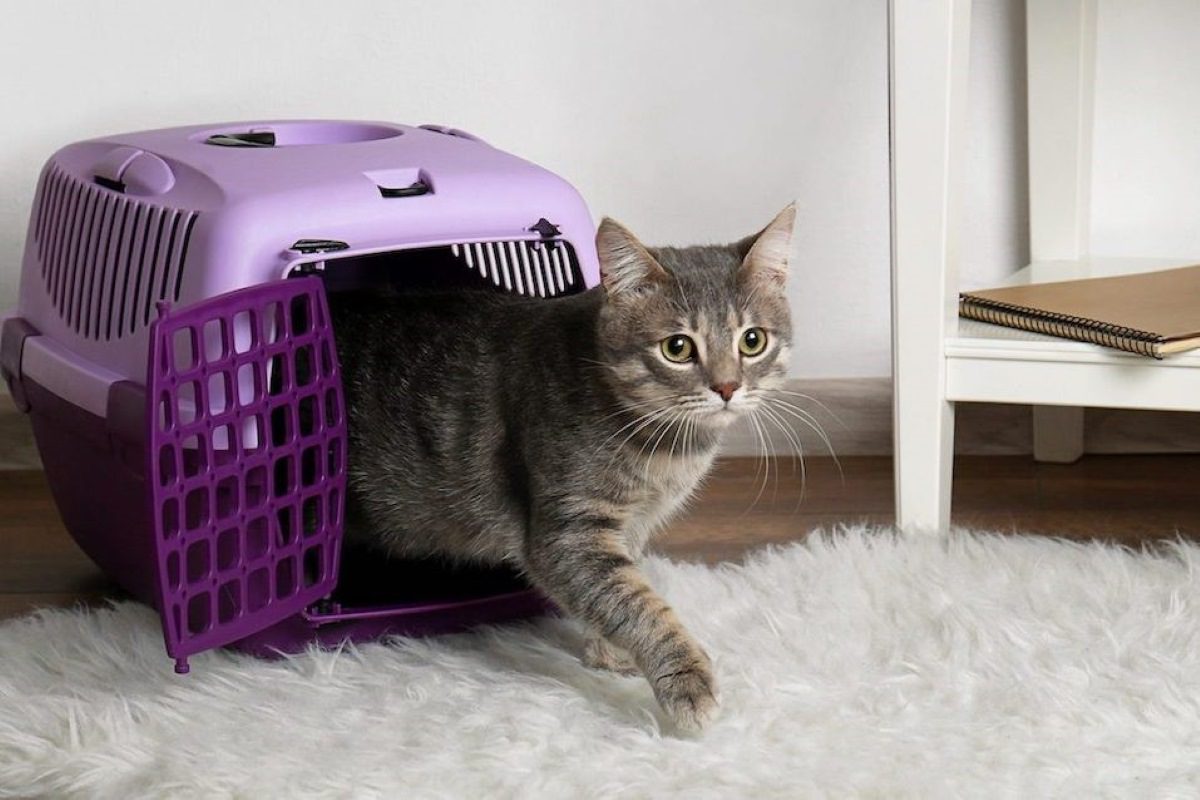 Train Your Cat to Love the Carrier