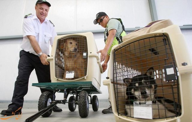 گواهی سلامت حیوانات خانگی برای خروج از کشور