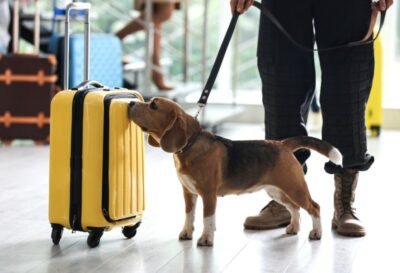 dog sniffing the bag on airport New Africa Shutterstock