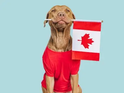importing animals 1024x768 1