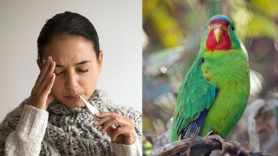 بیماری های مشترک بین انسان و حیوان خانگی 9 بیماری های مشترک بین انسان و حیوان خانگی