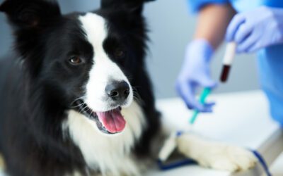 آزمایش CBC برای حیوانات خانگی چیست؟ 3 آزمایشcbc