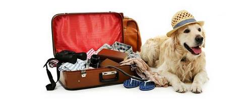 مسافرت سگ به آمریکا