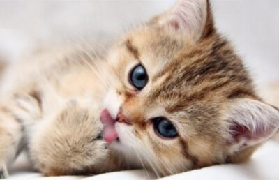 نقش CDC در قوانین ورود حیوانات به آمریکا 4 cdc مرکز کنترل بیماری های آمریکا