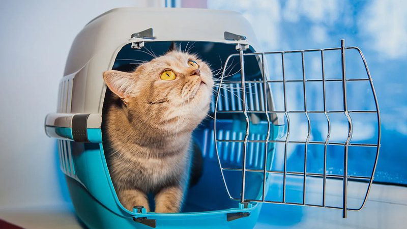 حمل و نقل هوایی حیوانات خانگی