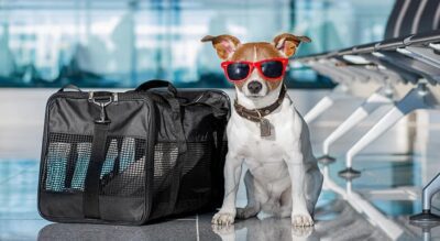 راهنمای سفر سگ به آمریکا با مدارک قانونی 4 مسافرت سگ به آمریکا