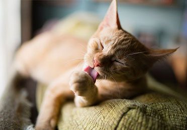 استرس گربه ها در سفر