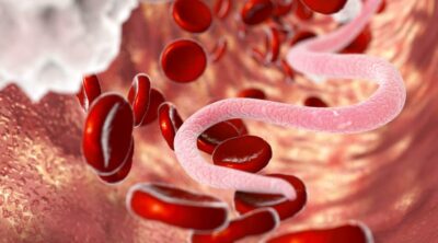 بیماری های مشترک بین انسان و حیوان خانگی 6 بیماری های مشترک بین انسان و حیوان خانگی