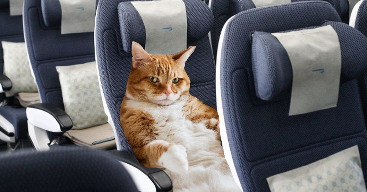 فرم انکس چیست