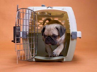 بهترین باکسهای حمل سگ برای سفرهای ایمن 2 باکس سگ