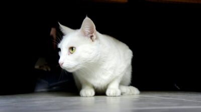 مسافرت حیوانات
