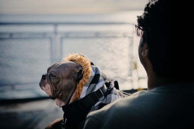 نقل الحيوانات الأليفة إلى إيران