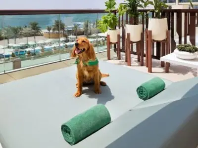 راهنمای جامع سفر با حیوان خانگی به استانبول و دبی؛ مدارک، پرواز و هتلهای Pet-Friendly 2 سفر خارجی با حیوان خانگی