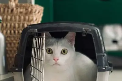 راهنمای جامع استاندارد باکس پرواز حیوانات (مطابق با جدیدترین قوانین یاتا) 4 Pet cage