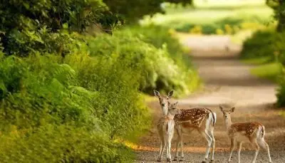 بهترین جاهای دیدنی کیش