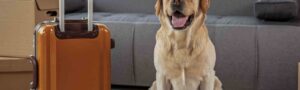 مسافرت حیوانات خانگی