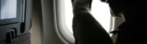همه چیز درباره مسافرت با گربه