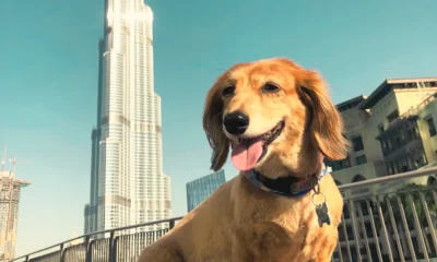 قوانین جدید مسافرت حیوانات خانگی به امارات