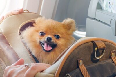 1140 small pomeranian on flight 1