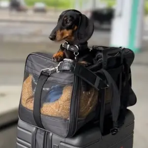 راهنمای جامع ارسال حیوانات خانگی به خارج از کشور با ودا 24 4 باکس استاندارد ارسال حیوانات خانگی