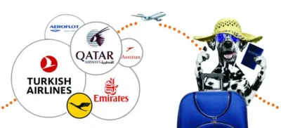 چگونه حیوان خانگی خود را برای سفرهای طولانی آماده کنیم؟ 3 حیوان خانگی