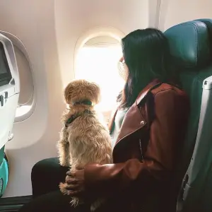 راهنمای جامع ارسال حیوانات خانگی به خارج از کشور با ودا 24 3 آمادهسازی برای سفر با پت