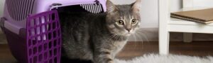 Train Your Cat to Love the Carrier