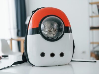cute scottish fold cat sitting backgpack animals indoors 146671 69450