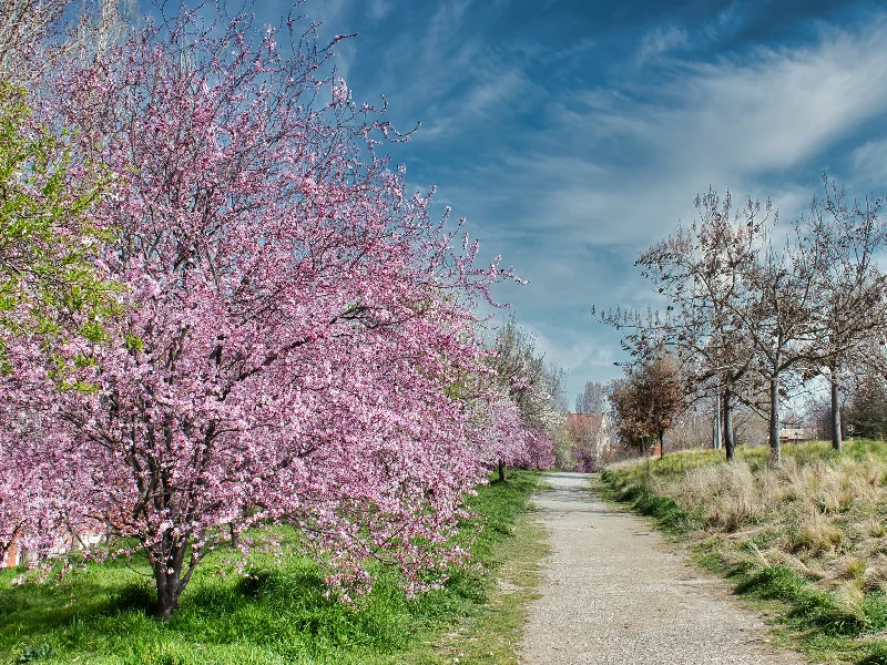 سفر بهاری در ایران