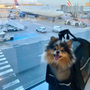 چگونه حیوان خانگی خود را برای سفرهای طولانی آماده کنیم؟ 2 آمادهسازی حیوان خانگی برای سفر