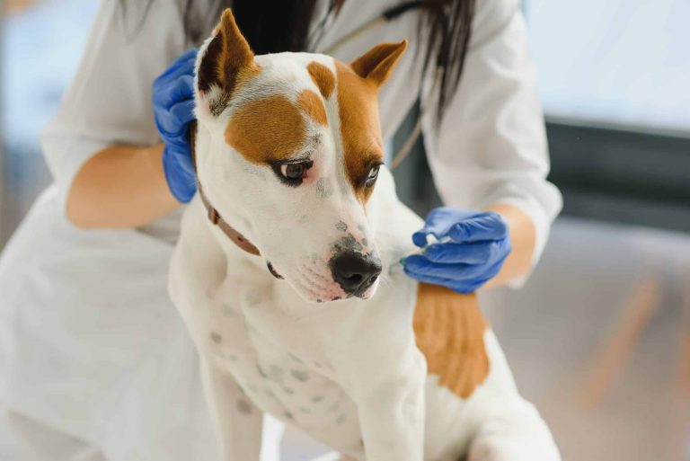 تیتر هاری چیست