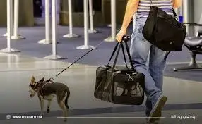 سفر با پت + نکات مهم برای داشتن یک تجربهی ایمن و لذتبخش 3 سفر با پت