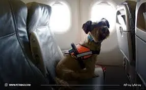 سفر با پت + نکات مهم برای داشتن یک تجربهی ایمن و لذتبخش 2 سفر با پت