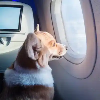 Air Canada airline rules 3 11zon