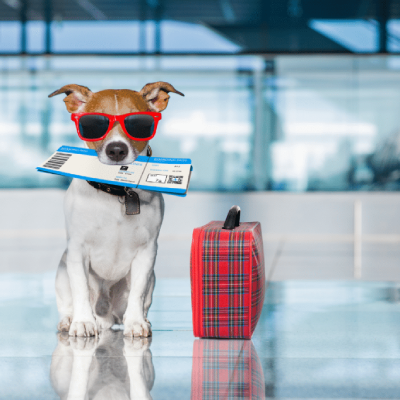 تغذیه حیوانات خانگی در طول سفر