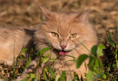 روشهای تشخیص هاری در سگ و گربه 3 علائم هاری