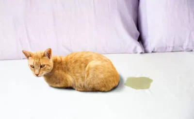 استرس گربه ها در سفر