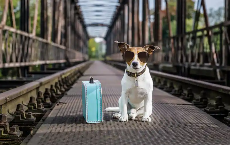 traveling with pets 2 11zon