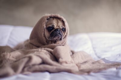راهنمای جامع و قوانین ارسال پت به هلند (آپدیت 2026) | ودا24 2 matthew henry 2Ts5HnA67k8 unsplash