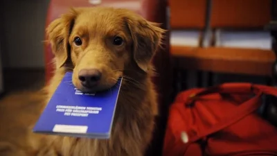 hund med pass resa