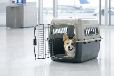 راهنمای جامع استاندارد باکس پرواز حیوانات (مطابق با جدیدترین قوانین یاتا) 5 parkview iata travel crate dog doha
