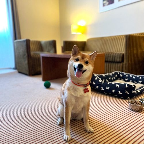 pet-friendly-hotel